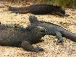 Galapagos: Lounging lizards
