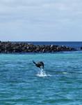 Galapagos: Jumping Sea Lions