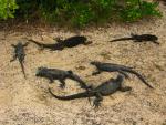 Galapagos: Lounging lizards
