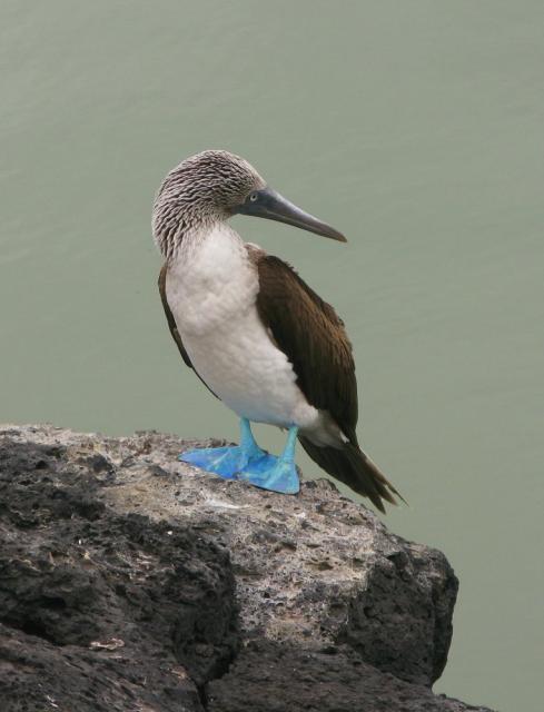 Galapagos: Blue Footed Booby