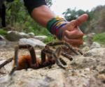Trail spider outside Carhuaz
