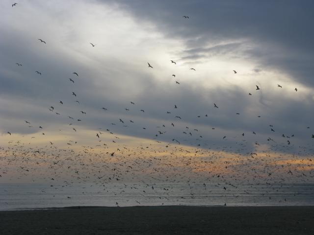 Seagulls at sunset near Capistrano
