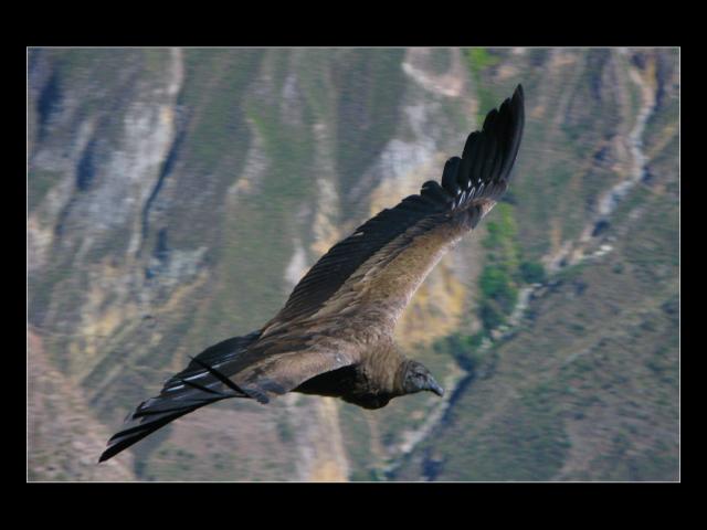 Condor near Arequipa