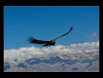 Condor sailing high over the Andes