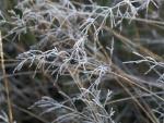 Frosty Ferns